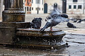 Tauben erfrischen sich im Brunnen, Venedig, Venedig, Italien, Europa