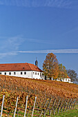 Vogelsburg und Weinberge an der Volkacher Mainschleife, Unterfanken, Bayern, Deutschland