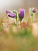 Küchenschelle, Kuhschelle, Pulsatilla vulgaris