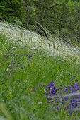 Real feather grass, Stipa pennata, feather grass