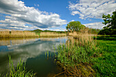 The Lautensee in the Mainaue nature reserve near Augsfeld, town of Hassfurt, district of Hassberge, Lower Franconia, Franconia, Bavaria, Germany