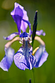 Sibirische Schwertlilie, Wiesen-Schwertlilie, Iris sibirica
