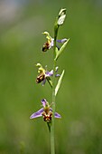 Bee Orchid, Bee Orchid, Ophrys apifera