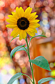 Sonnenblume, Gewöhnliche Sonnenblume, Helianthus annuus,