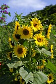 Sonnenblume, Gewöhnliche Sonnenblume, Helianthus annuus