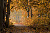 Der Andechser Höhenweg im Herbst, Bayern, Deutschland