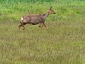 Roe deer, Capreolus capreolus,
