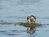 Great Crested Grebe, Podiceps cristatus, on nest
