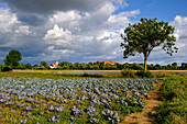 View of Heidenfeld with its pilgrimage church and the Heidenfeld monastery also Maria Hilf monastery, Röthlein municipality, Schweinfurt district, Lower Franconia, Franconia, Bavaria, Germany