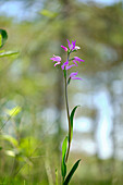 Rotes Waldvöglein, Purpur-Waldvöglein, Cephalanthera rubra