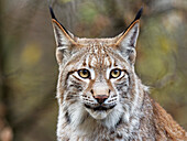 Eurasian lynx, Lynx lynx, northern lynx, lynx