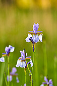 Siberian iris, meadow iris, Iris sibirica, sword lily