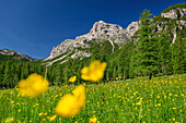 Flower meadow in the Val di Zoldo, Val di Zoldo, Dolomites, Veneto, Venetia, Italy