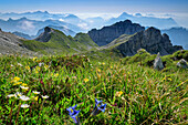 Flower meadows with gentians and Monte Duranno and Col Nudo in the background, Belluneser Höhenweg, Dolomites, Veneto, Venetia, Italy