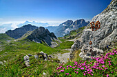 Blumenwiesen im Vordergrund mit Col Nudo und Schiara im Hintergrund, Belluneser Höhenweg, Dolomiten, Venezien, Venetien, Italien