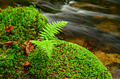Fern growing on mossy rock, Kleine Ohe in the background, Kleine Ohe, Bavarian Forest National Park, Bavarian Forest, Lower Bavaria, Bavaria, Germany