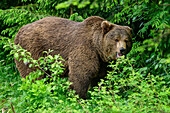 Brown bear, Ursus arctos, Bavarian Forest National Park, animal enclosure, Bavarian Forest, Lower Bavaria, Bavaria, Germany