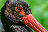 Black stork, Cigonia nigra, Bavarian Forest National Park, animal enclosure, Bavarian Forest, Lower Bavaria, Bavaria, Germany