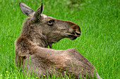 Moose calf, Alces alces, Bavarian Forest National Park, animal enclosure, Bavarian Forest, Lower Bavaria, Bavaria, Germany