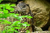 Eagle Owl shaking his head, Bubo bubo, Bavarian Forest National Park, animal enclosure, Bavarian Forest, Lower Bavaria, Bavaria, Germany