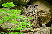 Eagle owl, Bubo bubo, Bavarian Forest National Park, animal enclosure, Bavarian Forest, Lower Bavaria, Bavaria, Germany