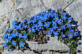 Herald of Heaven growing on rock slab, Eritrichium nanum, Belluneser Höhenweg, Dolomites, Veneto, Venetia, Italy