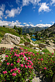 Blooming alpine roses with lake in background, Valle Gerber, Aigüestortes i Estany de Sant Maurici National Park, Pyrenees, Catalonia, Spain