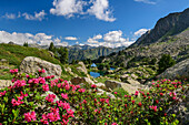 Blooming alpine roses with lake in background, Valle Gerber, Aigüestortes i Estany de Sant Maurici National Park, Pyrenees, Catalonia, Spain