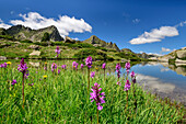Blühendes Knabenkraut mit See, Valle Gerber, Nationalpark Aigüestortes i Estany de Sant Maurici, Pyrenäen, Katalonien, Spanien