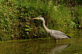 Gray heron, Ardea cinerea, heron, heron