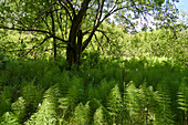 Wald-Schachtelhalm, Equisetum sylvaticum                             