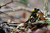 Feuersalamander, Salamandra salamandra\n