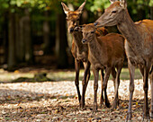 Rothirsch, Cervus elaphus, Hirsch