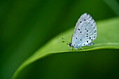 Weißling, Pieridae, Schmetterling