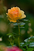 Prachtvolle Rose