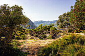 Wanderweg in den Bergen von Pollenca, Serra de Tramuntana, Nordküste, Mallorca, Spanien