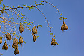 Many intricately interwoven nests of weaver birds on an acacia tree in the savannah of Namibia, Africa