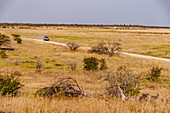 Ein 4x4 SUV Fahrzeug fährt auf einer Schotterpiste durch die weitläufige Landschaft im Etosha Nationalpark in Namibia, Afrika