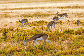 A small herd of Thomson&#39;s gazelles in the grasslands of Etosha National Park in the morning against the light, Namibia, Africa