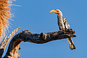 A distinctive yellow-billed hornbill called Flying Banana perched on a tree stump in Etosha National Park in Namibia, Africa