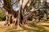 A giant Ficus macrophylla fig tree with branching branches near the Burmese city of Pindaya in Myanmar, Asia
