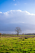 Ein einsamer Baum in einem Feld in Flandern.