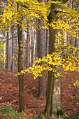 Bäume in einem kleinen Wald im ländlichen Flandern, Belgien.