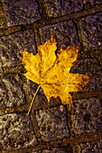 A leaf on a cobblestone street.