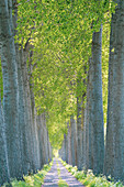 Tree lined road in rural Flanders, Belgium.