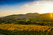 Village and autumnally colored vineyards, sunrise, Ebringen, near Freiburg im Breisgau, Markgräflerland, Black Forest, Baden-Württemberg, Germany