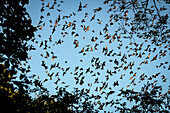 Himmel bedeckt von Fledermaus Schwarm, Zotz Höhle (Cueva de Murcielago) bei Calakmul, Yucatán, Mexiko, Nordamerika, Lateinamerika, Amerika