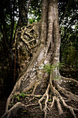 Strangler fig in the dense jungle of Calakmul, Yucatán, Mexico, North America, Latin America, UNESCO World Heritage