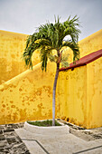 single palm tree in the middle of the fortress &quot;Fort San Miguel&quot;, Archaeological Museum, San Francisco de Campeche, Yucatán, Mexico, North America, Latin America, UNESCO World Heritage