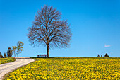 View of St. Märgen, Black Forest, Baden-Württemberg, Germany